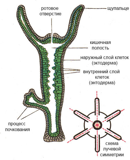 Ссылка кракен не работает