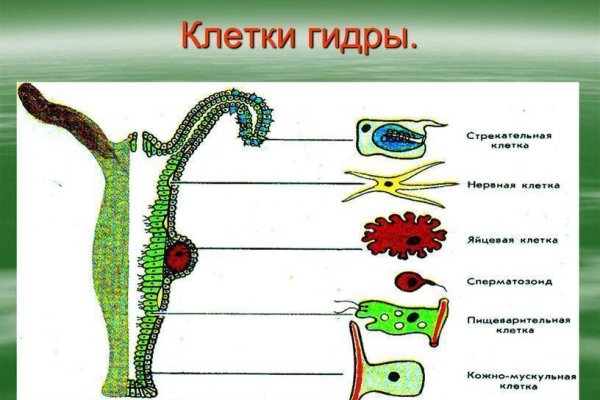Кракен нов