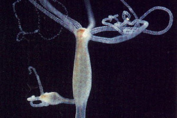 Kraken ссылка зеркало рабочее