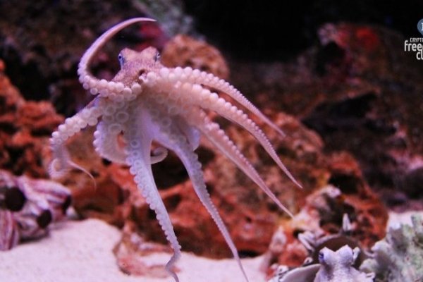 Кракен супернет ссылка kraken link24 info