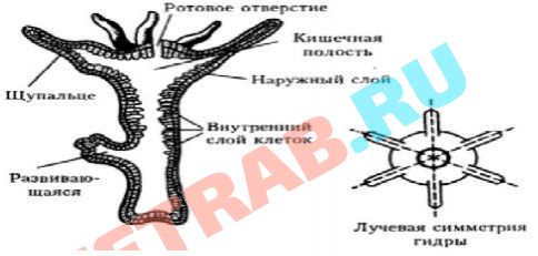 Ссылки тор браузер