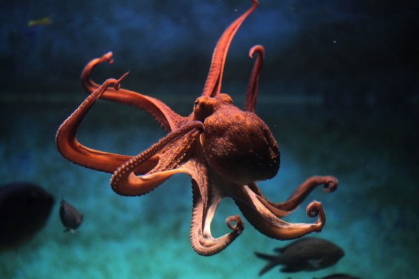 Kraken whitenet зеркала кракен обход
